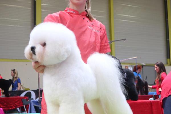 bei der Grooming Competition